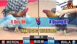 Trận 11 CPC3 15/07/2025 - Gà Điều Anh Quang Bến Tre Có Chân Cúp Điện