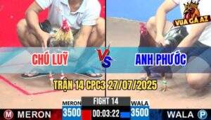 Trận 14 CPC3 27/7/2025 - Gà Xám Chú Luỹ Đâm Quá Chính Xác Hạ Anh Phước