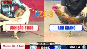 Trận 28 CPC2 9/7/2025 - Gà Cú Anh Khang Hạ Úa Anh Bảo Sting Nhọc Nhằn