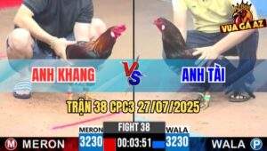 Trận 38 CPC3 27/7/2025 - Gà Anh Tài Tải Cựa Tốt Đâm Đối Thủ Bung Bồ