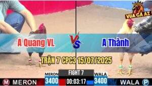 Trận 7 CPC3 15/07/2025 - Gà Anh Thành Cứ Nhấc Chân Là Có Cựa