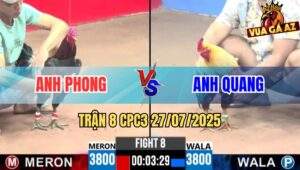 Trận 8 CPC3 27/7/2025 - Gà Anh Quang Đâm Đối Thủ Gãy Chân Tốc Chạy