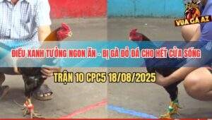 Trận 10 CPC5 18/8/2025 - Điều Xanh Chấp Ngông Bị Vùi Dập Sau Tay Nước