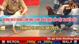 Trận 10 CPC5 26/8/2025 - Bướm Đá 3 Chân Bưng Điều Mặt Lắc Ra Ngoài