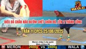 Trận 11 CPC5 25/8/2025 - Điều Chồng Độ Đâm Phát Nào Bướm Chết Phát Đó