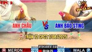 Trận 12 CPC2 1/8/2025 - Khét Bông Anh Bảo Sting Đâm Gà Khét Bại Liệt