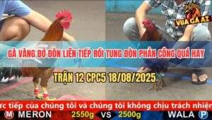 Trận 12 CPC5 18/8/2025 - Gà Que Vào Chân Nào, Gà Vàng Đỡ Chân Đó