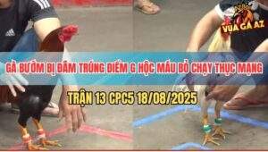 Trận 13 CPC5 18/8/2025 - Gà Bướm Trúng Đòn Hiểm Hộc Máu Chạy Thục Mạng