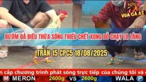 Trận 15 CPC5 18/8/2025 - Điều Bị Đá Thừa Sống Thiếu Chết Vẫn Phản Ăn 1