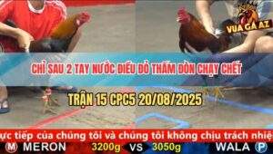 Trận 15 CPC5 20/5/2025 - Điều Xanh Tuy Nhỏ Nhưng Đâm Như Cái Máy