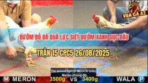 Trận 15 CPC5 26/8/2025 - Gà Bướm Chồng Độ Đá Quá Lực