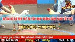 Trận 16 CPC5 24/8/2025 - Bướm Đỏ Đá Bến Thế Ra Vào Nhịp Nhàng