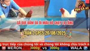 Trận 2 CPC5 20/5/2025 - Gà Que Đâm Úa Ói Máu Bỏ Chạy La Làng