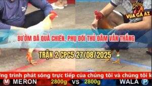 Trận 2 CPC5 27/8/2025 - Bướm Quá Chiến, Đâm Đối Thủ Còn Tự Đâm Mình