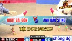 Trận 21 CPC2 1/8/2025 - Gà Bướm Bảo Sting Lên 2 Bị Đâm Ra Con Lươn