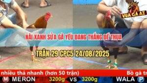 Trận 29 CPC5 24/8/2025 - Nài Xanh Non Tay, Đang Thắng Để Thua