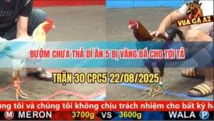 Trận 30 CPC5 22/8/2025 - Bướm Chưa Thả Phóng Bạc Ăn 5, Bị Đá Như Con