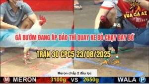 Trận 30 CPC5 23/8/2025 - Gà Bướm Đang Thắng Quay Xe Chạy Bay Bồ