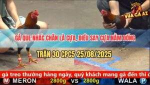 Trận 30 CPC5 25/8/2025 - Gà Que Chân Điểm Đâm Điều Không Sót Chân Nào