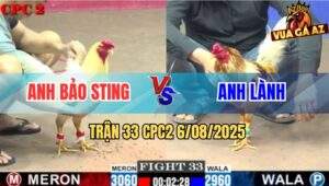 Trận 33 CPC2 6/8/2025 - Gà Bảo Sting Tiếp Tục Bung Bồ Khi Gặp Anh Lành