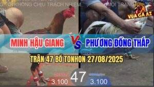 Trận 47 Bồ TonHon 27/8/2025 - Minh Hậu Giang Và Anh Phương Đồng Tháp