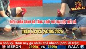 Trận 5 CPC5 24/8/2025 - Điều Chân Xanh Đâm Đối Thủ Không Kịp Dỡ Giò