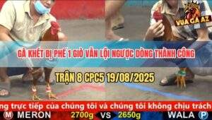 Trận 8 CPC5 19/8/2025 - Nài Gà Đỏ Biến Điều Không Thể Thành Có Thể