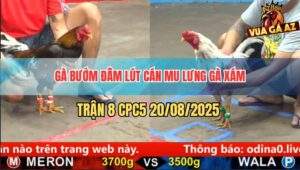 Trận 8 CPC5 20/5/2025 - Gà Bướm Xuyên Thủng Lưng Gà Xám