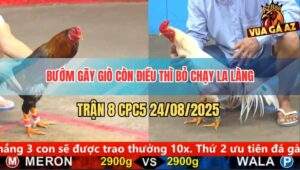 Trận 8 CPC5 24/8/2025 - Bướm Sụm Tỳ Đá Điều Tháo Chạy Kêu Miệng