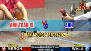 Trận 14 CPC5 Ngày 15/08/2025