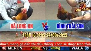 Trận 16 CPC5 27/9/2025 - Anh Hà Long An Và Anh Bình Thái Sơn