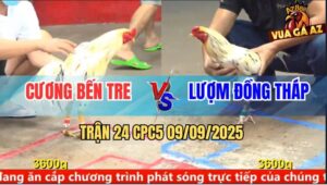 Trận 24 CPC5 9/9/2025 - Anh Cương Bến Tre Và Anh Lượm Cần Thơ