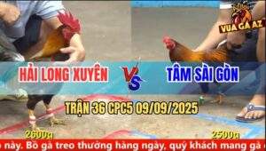 Trận 36 CPC5 9/9/2025 - Anh Hải Long Xuyên Và Anh Tâm Sài Gòn