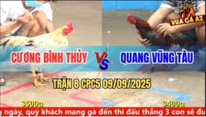 Trận 8 CPC5 9/9/2025 - Anh Cường Bình Thủy Và Anh Quang Vũng Tàu