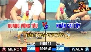 Trận 11 CPC6 13/10/2025 - Gà Bướm Anh Quang Đá Gà Cú Cháy Đèn Pha