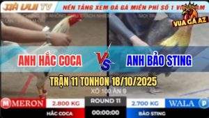 Trận 11 TonHon 18/10/2025 - Gà Bảo Sting Bị Đối Thủ Dí Chạy Quanh Sân