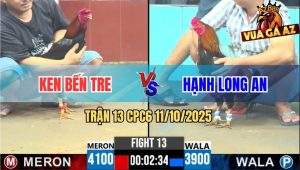 Trận 13 CPC6 11/10/2025 - Gà Điều Anh Ken Bến Tre Đá Không Bỏ Chân Nào