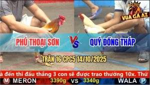 Trận 16 CPC5 14/10/2025 - Anh Phú Thoại Sơn Và Anh Quý Đồng Tháp