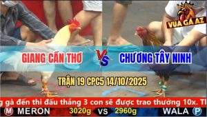 Trận 19 CPC5 14/10/2025 - Anh Giang Cần Thơ Và Anh Chương Tây Ninh