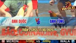 Trận 2 CPC5 17/10/2025 - Điều Đá Bo Khủng Đâm Bướm Anh Quốc Lủng Mình