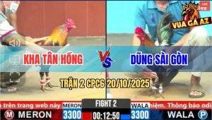 Trận 2 CPC6 20/10/2025 - Gà Bướm Anh Kha Tân Hồng Tải Cựa Quá Tốt