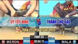 Trận 23 CPC6 11/10/2025 - Gà Cú Anh Thành Chợ Gạo Tuy Nhỏ Mà Có Võ