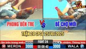 Trận 24 CPC6 25/10/2025 - Gà Điều Bay Nạp Mấy Chân Gà Xám Tắt Thở