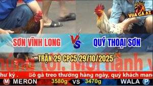 Trận 29 CPC5 29/10/2025 - Anh Sơn Vĩnh Long Và Anh Quý Thoại Sơn
