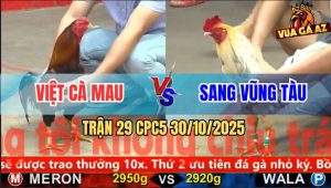 Trận 29 CPC5 30/10/2025 - Anh Việt Cà Mau Và Anh Sang Vũng Tàu