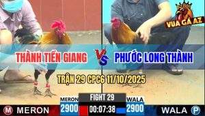 Trận 29 CPC6 11/10/2025 - Gà Anh Thành Tung Đòn Thượng Đài Giáng Thế