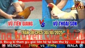 Trận 38 CPC5 30/10/2025 - Anh Vũ Tiền Giang Và Anh Vũ Thoại Sơn