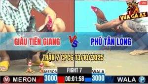 Trận 7 CPC6 13/10/2025 - Điều Cọp Anh Phú Đá Điều Bông Đứng Không Vững