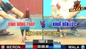 Trận 8 CPC6 11/10/2025 - Gà Ua Anh Khuê Canh Chặn Đâm Điều Rớt Tự Do