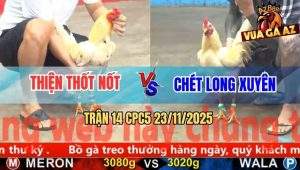 Trận 14 CPC5 23/11/2025 - Bướm Cầm Hơi Hạ Gà Úa Anh Tý Chùa